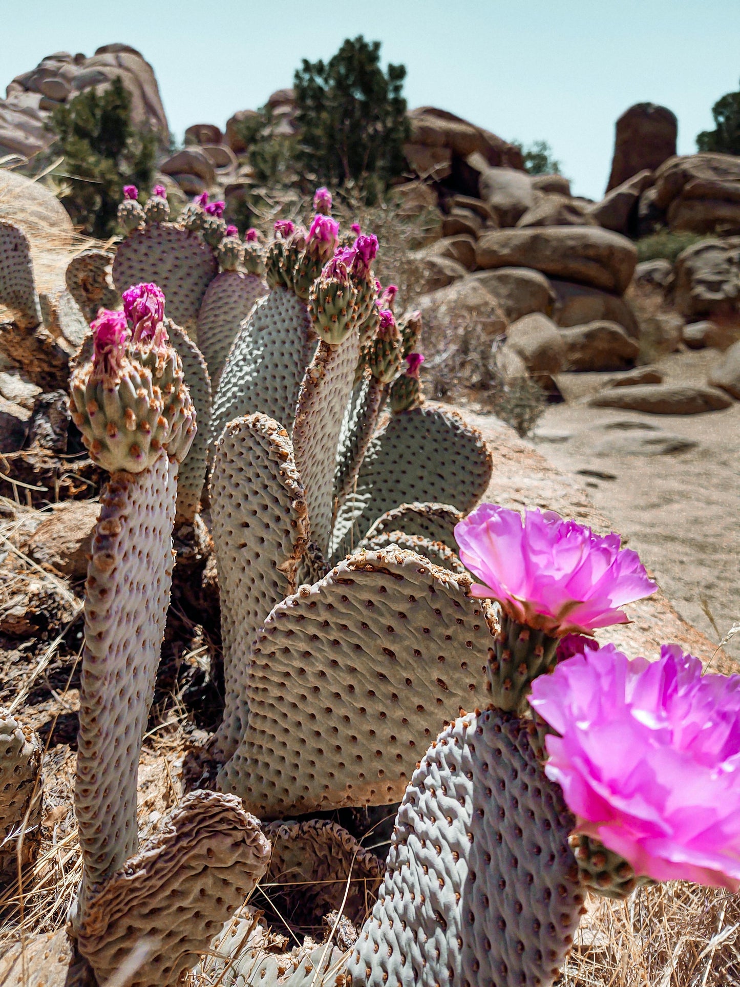 L’HUILE DE PÉPINS DE FIGUE DE BARBARIE : L’OR DU DÉSERT